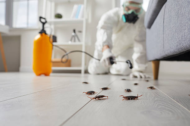 Commercial Kitchen Cockroach Control in Gardner